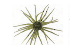 コイケ 13mm(Feco)