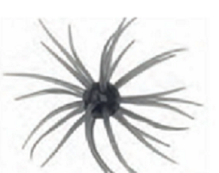 コイケ 13mm(Feco)