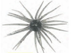 コイケ 13mm(Feco)