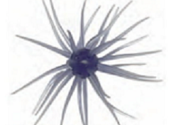 コイケ 13mm(Feco)