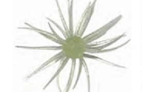 コイケ 13mm(Feco)