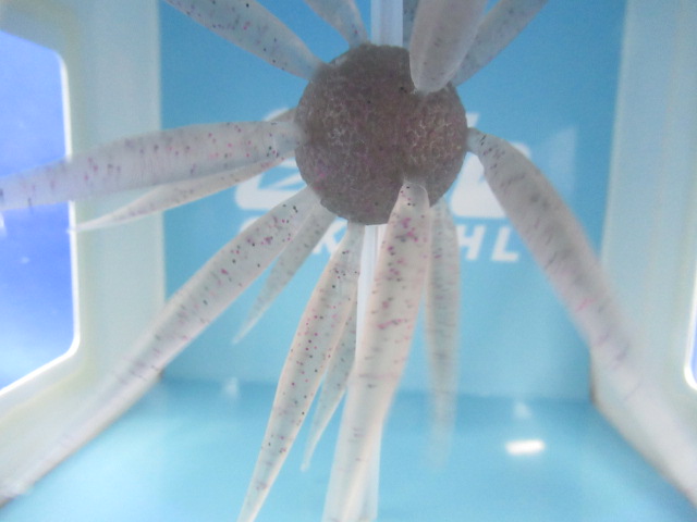 HU COIKE FISH L エラストマー