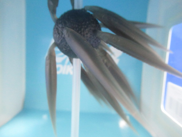 HU COIKE FISH L エラストマー